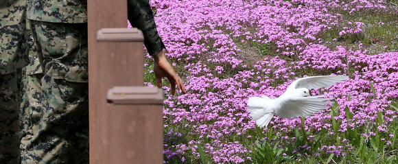 개성공단 사태 한 달째를 하루 앞둔 2일 경기도 파주시 임진각에서 평화를 상징하는 흰 비둘기가 장병과 꽃 사이로 날개를 펄럭이고 있다.  연합뉴스