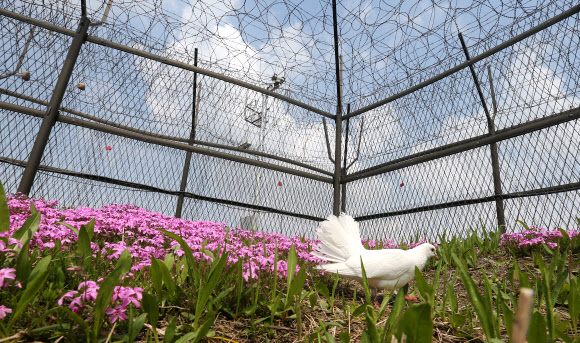 개성공단 사태 한 달째를 하루 앞둔 2일 경기도 파주시 임진각에서 평화를 상징하는 흰 비둘기가 꽃 사이를 거닐고 있다.  연합뉴스