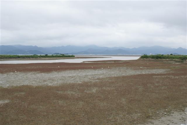 충남과 전남북 등 3개 지방자치단체는 재해 예방과 오염정화 능력이 뛰어나 갈수록 가치가 높아지는 서해안 갯벌 4곳을 보전하기 위해 2017년까지 유네스코 세계유산 등재를 추진하고 있다. 사진은 곰소만 갯벌.