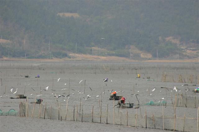 충남과 전남북 등 3개 지방자치단체는 재해 예방과 오염정화 능력이 뛰어나 갈수록 가치가 높아지는 서해안 갯벌 4곳을 보전하기 위해 2017년까지 유네스코 세계유산 등재를 추진하고 있다. 사진은 여자만 갯벌.