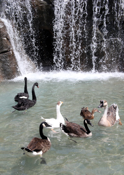 울산지역은 30도를 넘는 무더위가 이틀째 기승을 부린 가운데 14일 새롭게 단장한 대공원동물원 인공폭포 앞에서 흑고니(왼쪽),  캐나다기러기(앞), 거위들이 더위를 식히고 있다.  연합뉴스