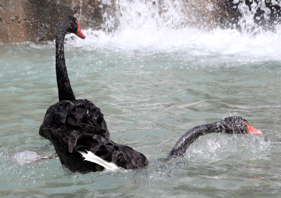 울산지역은 30도를 넘는 무더위가 이틀째 기승을 부린 가운데 14일 새롭게 단장한 대공원동물원 인공폭포 앞에서 흑고니들이 더위를 식히고 있다.  연합뉴스