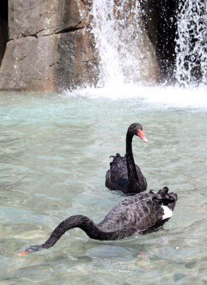 울산지역은 30도를 넘는 무더위가 이틀째 기승을 부린 가운데 14일 새롭게 단장한 대공원동물원 인공폭포에서 흑고니 한 마리가 물속에 고개를 넣으며 더위를 식히고 있다.  연합뉴스