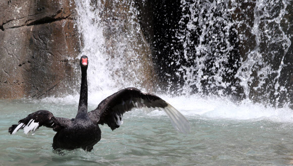 울산지역은 30도를 넘는 무더위가 이틀째 기승을 부린 가운데 14일 새롭게 단장한 대공원동물원 인공폭포 앞에서 흑고니들이 더위를 식히고 있다.  연합뉴스 