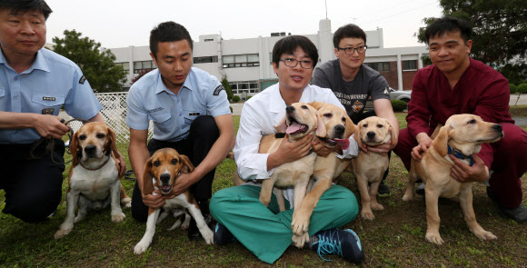 농촌진흥청 국립축산과학원이 체세포 복제로 탄생시킨 농축산물 검역 탐지견과 폭발물 탐지견들. 맨 왼쪽은 체세포를 기증한 농림축산식품부 검역검사본부의 검역 탐지견 ‘카이저’, 왼쪽에서 2번째는 카이저의 귀에서 채취한 체세포로 탄생한 복제견, 나머지 4마리는 경찰청 폭발물 탐지견인 ‘미키’의 체세포로 탄생한 복제견.  연합뉴스