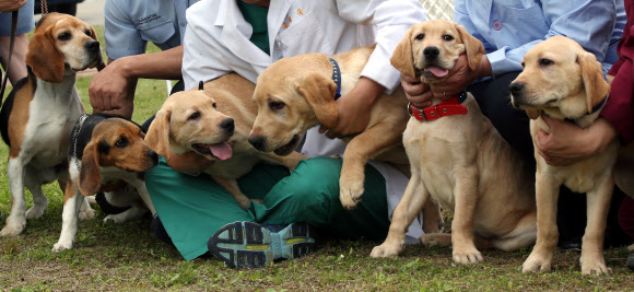 농촌진흥청 국립축산과학원이 체세포 복제로 탄생시킨 농축산물 검역 탐지견과 폭발물 탐지견들. 맨 왼쪽은 체세포를 기증한 농림축산식품부 검역검사본부의 검역 탐지견 ‘카이저’, 왼쪽에서 2번째는 카이저의 귀에서 채취한 체세포로 탄생한 복제견, 나머지 4마리는 경찰청 폭발물 탐지견인 ‘미키’의 체세포로 탄생한 복제견.  연합뉴스