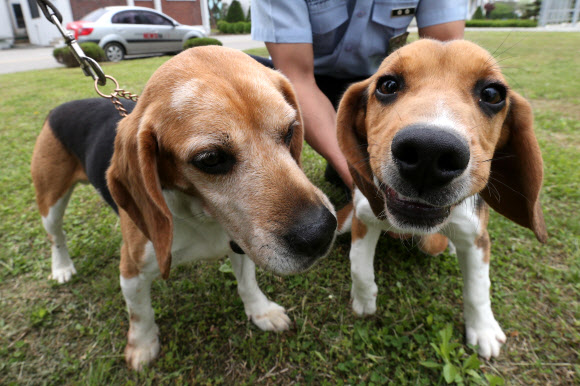 농촌진흥청 국립축산과학원이 체세포 복제로 탄생시킨 농축산물 검역 탐지견. 왼쪽은 체세포를 기증한 농림축산식품부 검역검사본부의 검역 탐지견 ‘카이저’, 오른쪽은 카이저의 귀에서 채취한 체세포로 탄생한 복제견.  연합뉴스