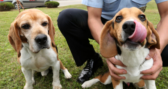 농촌진흥청 국립축산과학원이 체세포 복제로 탄생시킨 농축산물 검역 탐지견. 왼쪽은 체세포를 기증한 농림축산식품부 검역검사본부의 검역 탐지견 ‘카이저’, 오른쪽은 카이저의 귀에서 채취한 체세포로 탄생한 복제견.  연합뉴스