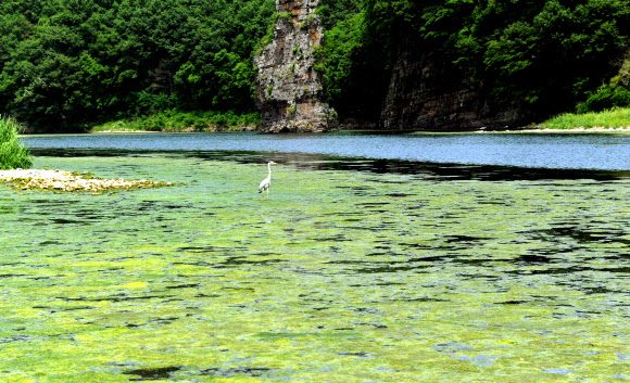 24일 울산 태화강 상류 선바위 앞에 녹조가 잔뜩 끼었다. 수온상승 때문에 녹조가 발생한 것으로 울산시는 분석했다.