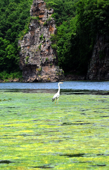 24일 울산 태화강 상류 선바위 앞에 녹조가 잔뜩 끼었다. 수온상승 때문에 녹조가 발생한 것으로 울산시는 분석했다.