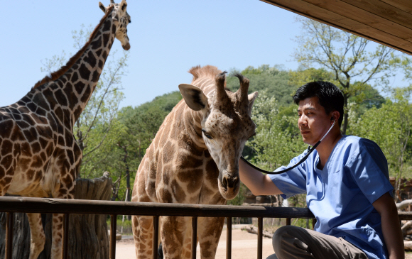 에버랜드 동물원에서 아침 회진을 돌던 수의사가 기린의 목에 청진기를 대고 건강을 살피고 있다.