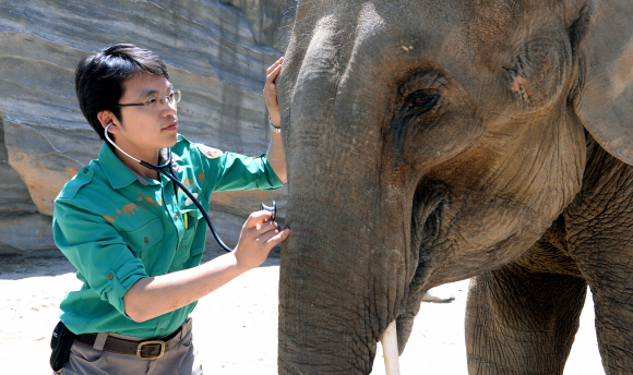 에버랜드 동물원에서 수의사가 코끼리의 코에 청진기를 대고 건강상태를 확인하고 있다.