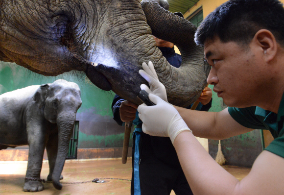 수의사가 상아가 부러진 코끼리의 상태를 살펴 보고 있다. (서울대공원동물원) 이종원 선임기자 jongwon@seoul.co.kr