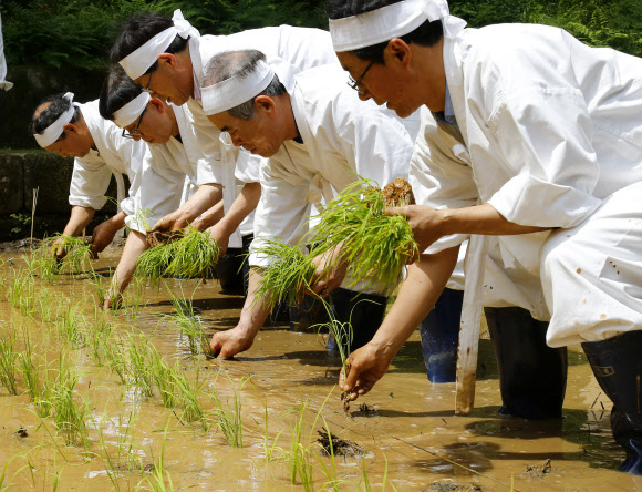 농촌진흥청과 문화재청 관계자들이 30일 오전 서울 종로구 창덕궁 청의정 주변 논에서 모내기를 하고 있다.이날 행사는 조선시대 임금이 그해 농사의 풍흉을 가늠하기 위해 궁궐 안에 경작지를 조성해 직접 농사를 주관하였던 기록을 되살린 것이다.  연합뉴스
