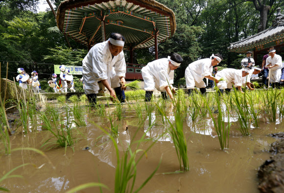 농촌진흥청과 문화재청 관계자들이 30일 오전 서울 종로구 창덕궁 청의정 주변 논에서 모내기를 하고 있다.이날 행사는 조선시대 임금이 그해 농사의 풍흉을 가늠하기 위해 궁궐 안에 경작지를 조성해 직접 농사를 주관하였던 기록을 되살린 것이다. 연합뉴스