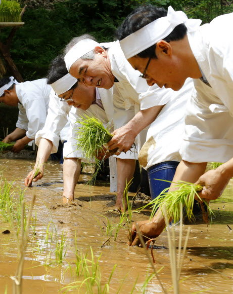농촌진흥청과 문화재청 관계자들이 30일 오전 서울 종로구 창덕궁 청의정 주변 논에서 모내기를 하고 있다.이날 행사는 조선시대 임금이 그해 농사의 풍흉을 가늠하기 위해 궁궐 안에 경작지를 조성해 직접 농사를 주관하였던 기록을 되살린 것이다. 연합뉴스