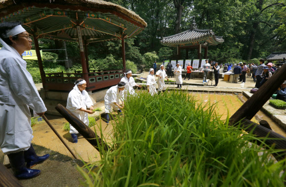 농촌진흥청과 문화재청 관계자들이 30일 오전 서울 종로구 창덕궁 청의정 주변 논에서 모내기를 하고 있다.이날 행사는 조선시대 임금이 그해 농사의 풍흉을 가늠하기 위해 궁궐 안에 경작지를 조성해 직접 농사를 주관하였던 기록을 되살린 것이다. 연합뉴스