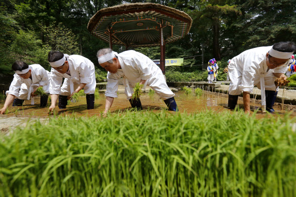 농촌진흥청과 문화재청 관계자들이 30일 오전 서울 종로구 창덕궁 청의정 주변 논에서 모내기를 하고 있다.이날 행사는 조선시대 임금이 그해 농사의 풍흉을 가늠하기 위해 궁궐 안에 경작지를 조성해 직접 농사를 주관하였던 기록을 되살린 것이다. 연합뉴스