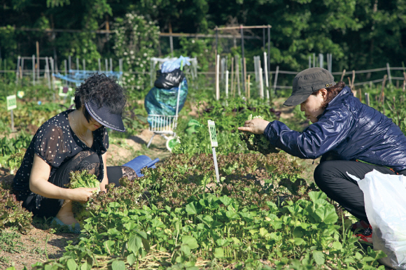 31일 서울 도봉구청이 운영하는 한 텃밭에서 주민들이 직접 심은 채소를 가꾸고 있다. 도봉구는 지난 3월 말 현재 10.3㏊의 텃밭을 운영해 강동구에 이어 서울시에서 두 번째로 넓은 텃밭을 가졌다.