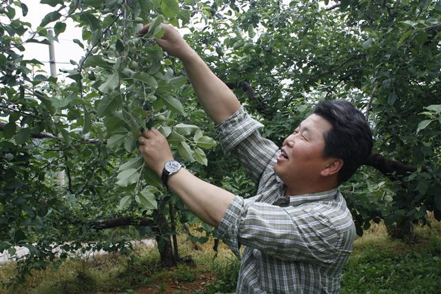 박병오 산천수·거창군귀농연합회 회장이 지난달 28일 자신의 사과농장에서 열매 솎아내기 시범을 보이고 있다.