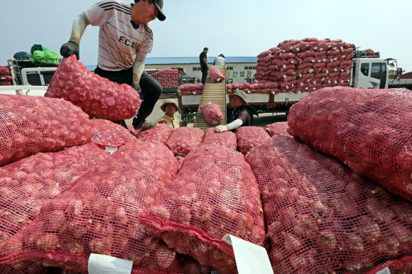 최남단 제주 대정 마늘 수매