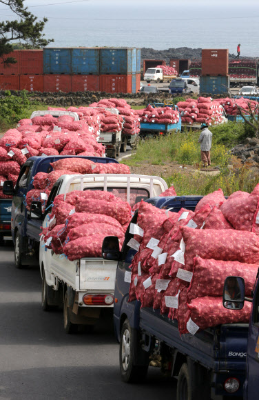 줄지은 마늘 농심