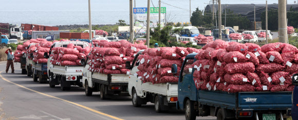 줄지은 마늘 농심