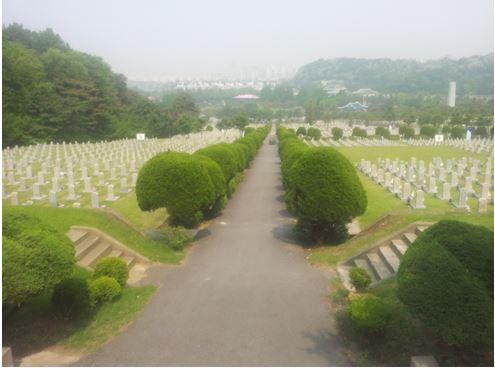 국립현충원 애국지사 묘역 앞 가로수로 조성된 가이즈카 향나무. 문화재제자리찾기 제공