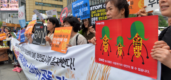 소비자생활협동조합 아이쿱(iCOOP)생협이 12일 서울 광화문광장에서 GMO(유전자변형농산물)오염 미국산 밀 수입 중단하고 우리밀 소비 촉진을 촉구하는 우리밀 생산자-소비자 공동기자회견을 열고 있다. 지난달 30일 수입밀의 주요 생산지인 미국 오리건주에서 재배와 판매, 소비가 금지된 유전자변형 밀이 발견된 바 있다. 일본은 즉각 수입금지 조치를 취한 반면 우리 정부는 수입된 밀에 대해서만 전수검사 조치에 들어가 시민단체의 반발을 사고 있다.  손형준 boltagoo@seoul.co.kr