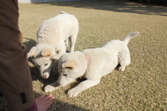 청와대 진돗개, ‘반려동물’로 등록 박근혜 대통령이 청와대 관저에서 키우는 진돗개 2마리 ‘새롬이’, ‘희망이’를 자신의 반려동물로 정식 등록했다. 청와대는 트위터를 통해 만화형식으로 이를 알렸다. 청와대는 지난 4월30일 서울 종로구가 지정한 동물병원에서 박 대통령의 반려동물로 등록됐으며 동물등록증도 받았다. 등록증에 소유자는 ‘박근혜’로, 주소는 ‘서울특별시 종로구 청와대(세종로)’로 돼 있다.사진은 등록전인 4월7일 촬영한 모습. <청와대제공>