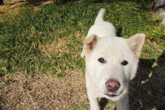 청와대 진돗개, ‘반려동물’로 등록 박근혜 대통령이 청와대 관저에서 키우는 진돗개 2마리 ‘새롬이’, ‘희망이’를 자신의 반려동물로 정식 등록했다. 청와대는 트위터를 통해 만화형식으로 이를 알렸다. 청와대는 지난 4월30일 서울 종로구가 지정한 동물병원에서 박 대통령의 반려동물로 등록됐으며 동물등록증도 받았다. 등록증에 소유자는 ‘박근혜’로, 주소는 ‘서울특별시 종로구 청와대(세종로)’로 돼 있다.사진은 등록전인 4월7일 촬영한 모습. <청와대제공>