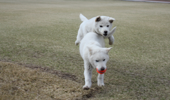 청와대 진돗개, ‘반려동물’로 등록 박근혜 대통령이 청와대 관저에서 키우는 진돗개 2마리 ‘새롬이’, ‘희망이’를 자신의 반려동물로 정식 등록했다. 청와대는 트위터를 통해 만화형식으로 이를 알렸다. 청와대는 지난 4월30일 서울 종로구가 지정한 동물병원에서 박 대통령의 반려동물로 등록됐으며 동물등록증도 받았다. 등록증에 소유자는 ‘박근혜’로, 주소는 ‘서울특별시 종로구 청와대(세종로)’로 돼 있다.사진은 등록전인 4월7일 촬영한 모습. <청와대제공>