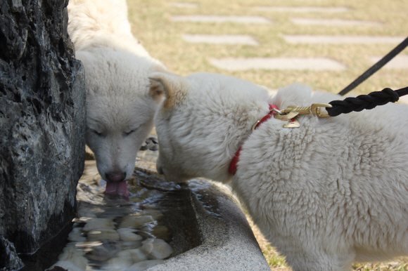 청와대 진돗개, ‘반려동물’로 등록 박근혜 대통령이 청와대 관저에서 키우는 진돗개 2마리 ‘새롬이’, ‘희망이’를 자신의 반려동물로 정식 등록했다. 청와대는 트위터를 통해 만화형식으로 이를 알렸다. 청와대는 지난 4월30일 서울 종로구가 지정한 동물병원에서 박 대통령의 반려동물로 등록됐으며 동물등록증도 받았다. 등록증에 소유자는 ‘박근혜’로, 주소는 ‘서울특별시 종로구 청와대(세종로)’로 돼 있다.사진은 등록전인 4월7일 촬영한 모습. <청와대제공>
