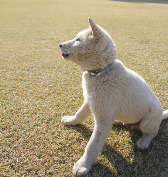 청와대 진돗개, ‘반려동물’로 등록 박근혜 대통령이 청와대 관저에서 키우는 진돗개 2마리 ‘새롬이’, ‘희망이’를 자신의 반려동물로 정식 등록했다. 청와대는 트위터를 통해 만화형식으로 이를 알렸다. 청와대는 지난 4월30일 서울 종로구가 지정한 동물병원에서 박 대통령의 반려동물로 등록됐으며 동물등록증도 받았다. 등록증에 소유자는 ‘박근혜’로, 주소는 ‘서울특별시 종로구 청와대(세종로)’로 돼 있다.사진은 등록전인 4월7일 촬영한 모습. <청와대제공>