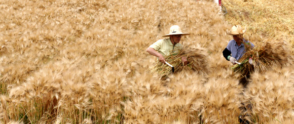16일 오전 경기도 수원시 영통구 망포동 경기도농업기술원의 보리밭에서 경기도내에 보급할 보리를 기술원 관계자들이 수확하고 있다. 경기도농업기술원은 이날 식용 ‘새찹쌀보리’ 2천430㎏와 사료용 청보리 ‘우호보리’ 1천200㎏을 수확했으며 지난 겨울의 혹독함에도 평년작 이상의 성과를 거뒀다고 밝혔다.  연합뉴스