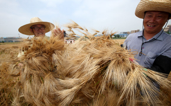 16일 오전 경기도 수원시 영통구 망포동 경기도농업기술원의 보리밭에서 경기도내에 보급할 보리를 기술원 관계자들이 수확하고 있다. 경기도농업기술원은 이날 식용 ‘새찹쌀보리’ 2천430㎏와 사료용 청보리 ‘우호보리’ 1천200㎏을 수확했으며 지난 겨울의 혹독함에도 평년작 이상의 성과를 거뒀다고 밝혔다.   연합뉴스