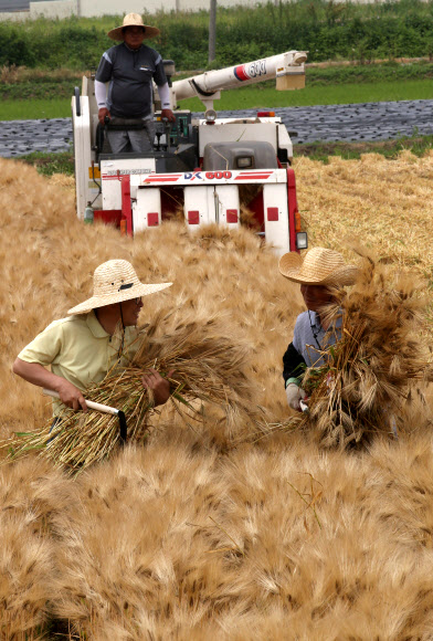 16일 오전 경기도 수원시 영통구 망포동 경기도농업기술원의 보리밭에서 경기도내에 보급할 보리를 기술원 관계자들이 수확하고 있다. 경기도농업기술원은 이날 식용 ‘새찹쌀보리’ 2천430㎏와 사료용 청보리 ‘우호보리’ 1천200㎏을 수확했으며 지난 겨울의 혹독함에도 평년작 이상의 성과를 거뒀다고 밝혔다.  연합뉴스