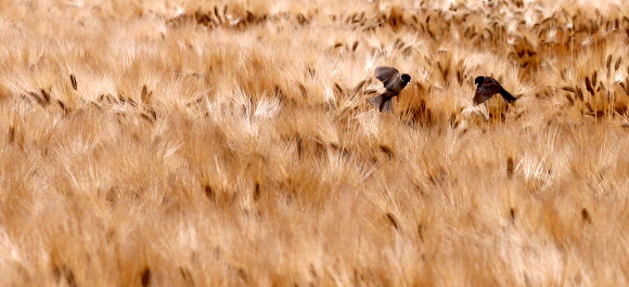 16일 오전 경기도 수원시 영통구 망포동 경기도농업기술원의 수확을 앞둔 보리밭에서 참새들이 비상하고 있다. 경기도농업기술원은 이날 경기도내에 보급할 보급종 보리 ‘새찹쌀보리’ 2천430㎏와 사료용 청보리 ‘우호보리’ 1천200㎏을 수확했다. 연합뉴스