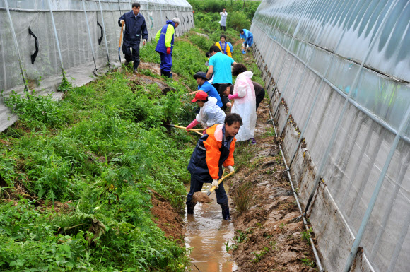 횡성군 공무원 수해 복구 ‘구슬땀’ 강원 횡성군청 공무원 100여명은 17일 수해지역인 둔내면과 청일면 일대 피해 농가를 찾아 복구작업을 벌였다.  <<횡성군청>>