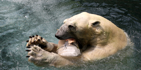 연일 폭염이 계속되고 있는 가운데 11일 오전 경기도 용인 에버랜드 동물원의 북극곰이 사육사가 던져준 과일과 물고기 얼음을 먹으며 더위를 식히고 있다. 연합뉴스