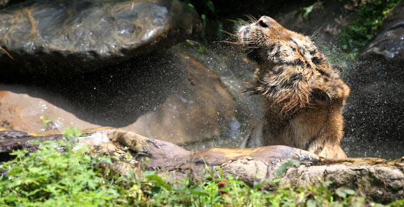 연일 폭염이 계속되고 있는 가운데 11일 오전 경기도 용인 에버랜드 동물원의 한국 호랑이가 몸의 물을 털어내며 더위를 식히고 있다. 연합뉴스