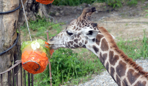 연일 폭염의 날씨를 보이고 있는 가운데 11일 용인 에버랜드에서 기린 한 마리가 얼린 먹이를 먹으며 더위를 식히고 있다.  정연호 tpgod@seoul.co.kr