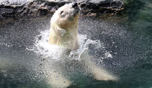 연일 폭염이 계속되고 있는 가운데 11일 오전 경기도 용인 에버랜드 동물원의 북극곰이 사육사가 던져준 먹이를 먹은 후 몸에 물을 털어내며 더위를 식히고 있다.  연합뉴스