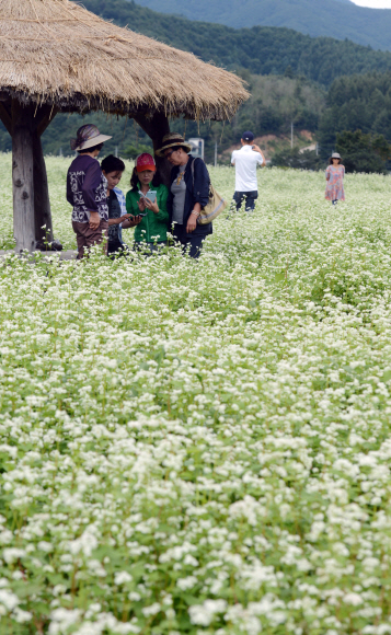 가원동 평창군 봉평면 이효석 문학관 주변 메밀밭을 찾은 관광객들이 활짝핀 메밀꽃길을 둘러보며 가을 정취를 느끼고 있다. 안주영jya@seoul.co.kr