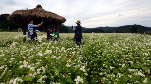 가원동 평창군 봉평면 이효석 문학관 주변 메밀밭을 찾은 관광객들이 활짝핀 메밀꽃길을 둘러보며 가을 정취를 느끼고 있다. 안주영jya@seoul.co.kr