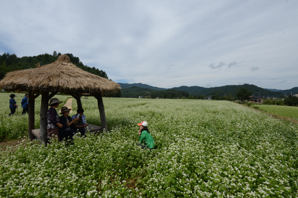 가원동 평창군 봉평면 이효석 문학관 주변 메밀밭을 찾은 관광객들이 활짝핀 메밀꽃길을 둘러보며 가을 정취를 느끼고 있다. 안주영jya@seoul.co.kr