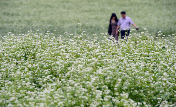 가원동 평창군 봉평면 이효석 문학관 주변 메밀밭을 찾은 관광객들이 활짝핀 메밀꽃길을 둘러보며 가을 정취를 느끼고 있다. 안주영jya@seoul.co.kr