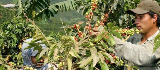 콜롬비아의 커피농장은 해발 900~1800m 고지대의 산비탈에 몰려 있다. 대부분 화산지형인 데다 경사도가 심해 기계를 사용할 수 없어 농민들이 수작업으로 커피를 수확한다.  콜롬비아 에듀커피 아카데미 제공