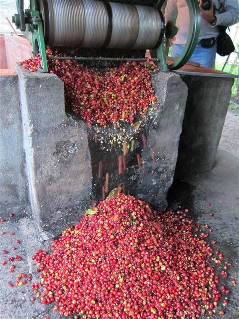 이렇게 수확한 커피는 껍질을 벗겨낸 후 말린다. 콜롬비아 에듀커피 아카데미 제공
