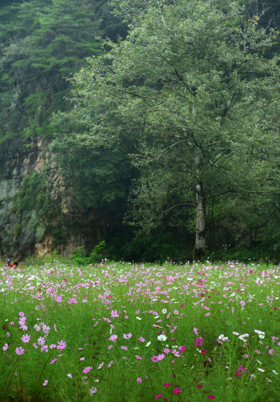코스모스가 무리 지어 피어난 주천강변 언덕. 이맘때 횡성은 곳곳이 코스모스 꽃밭이다.